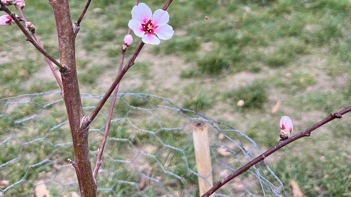 PHOTO-2025-03-25-18-08-03